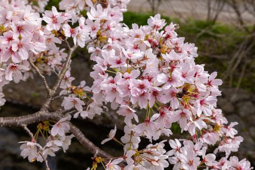 Free Lush cherry blossoms in full bloom during spring, showcasing natural beauty and growth. Stock Photo
