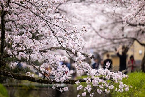 Branches with Blossoms