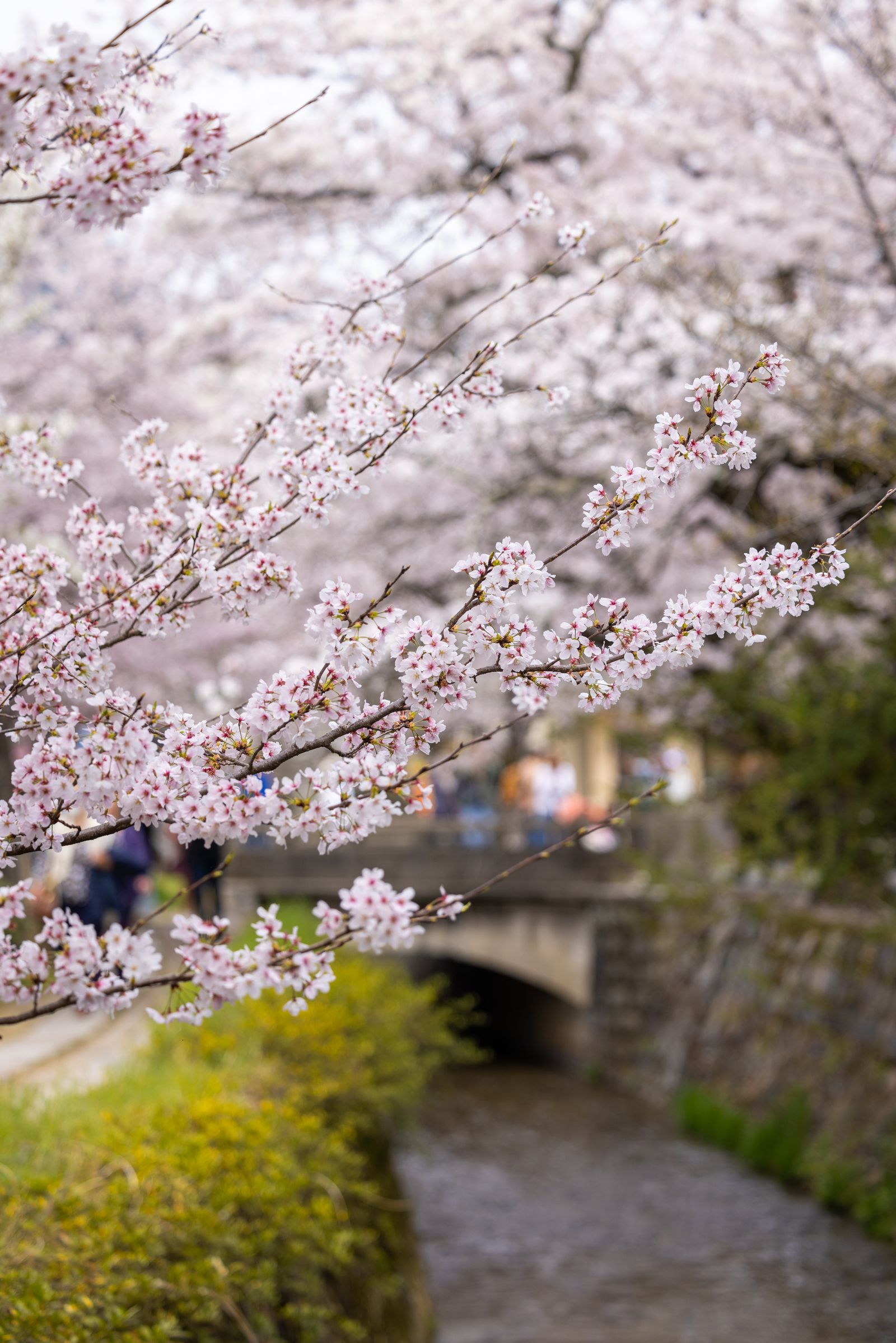Sakura-lined river walk in Japan