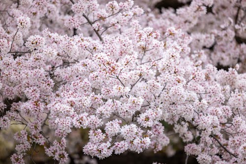 Close-up of Cherry Blossom 