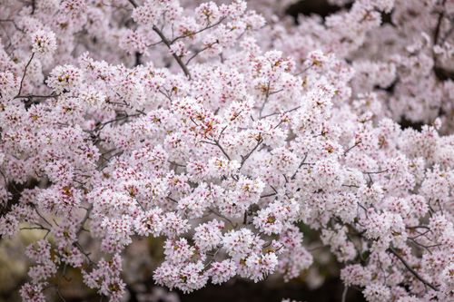 Free A vibrant close-up of cherry blossoms in full bloom, capturing the essence of spring. Stock Photo