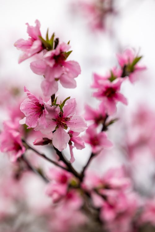 Close-up of Cherry Blossom 