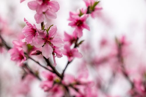Бесплатное стоковое фото с весна, ветви, веточки