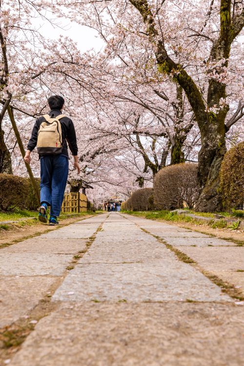 Back View of a Man Walking in a Park with Cherry Blossoms · Free Stock ...