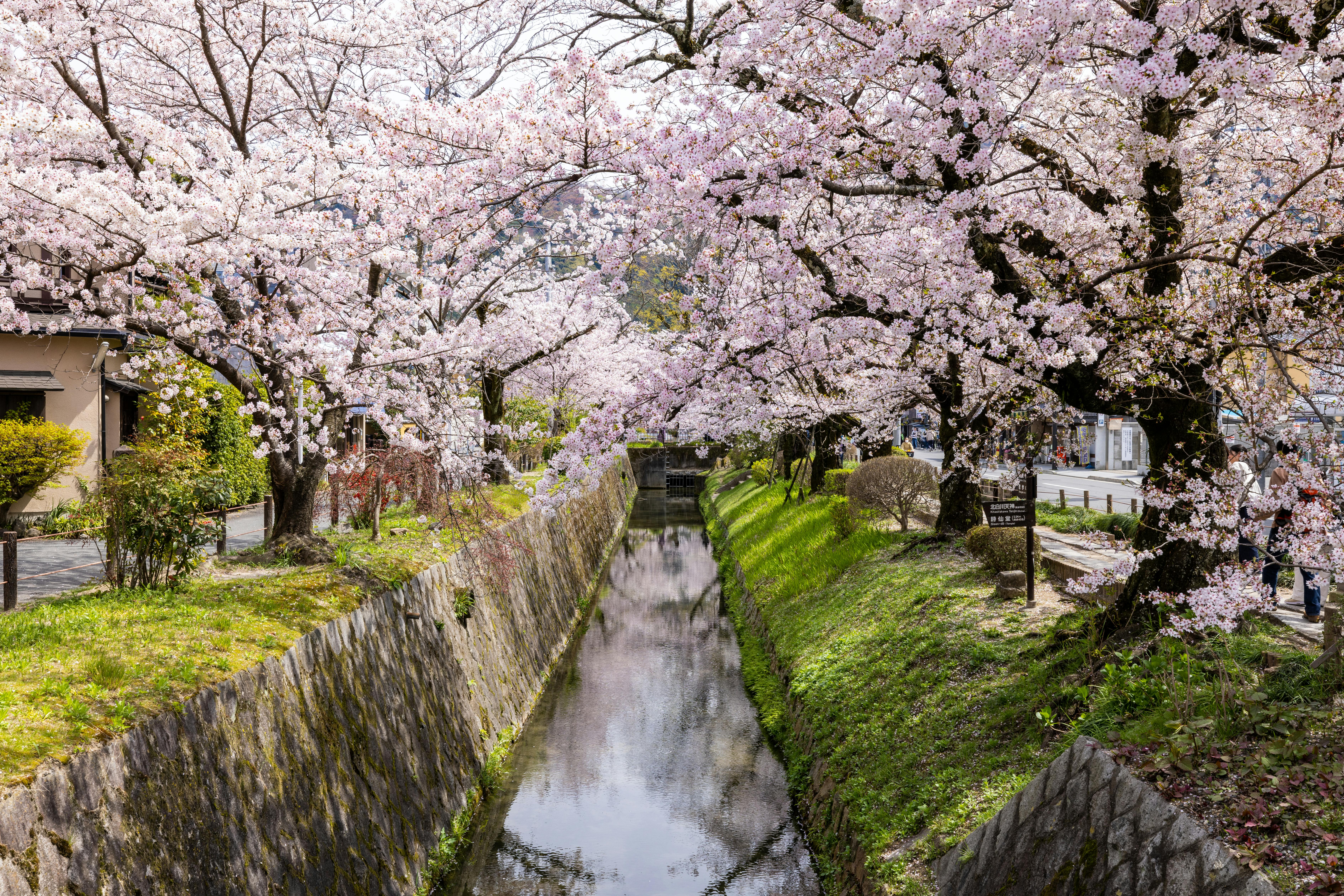 Cherry Blossom Path Kyoto
