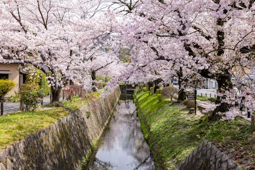 Gratis stockfoto met bloeiend, bloesem, bomen