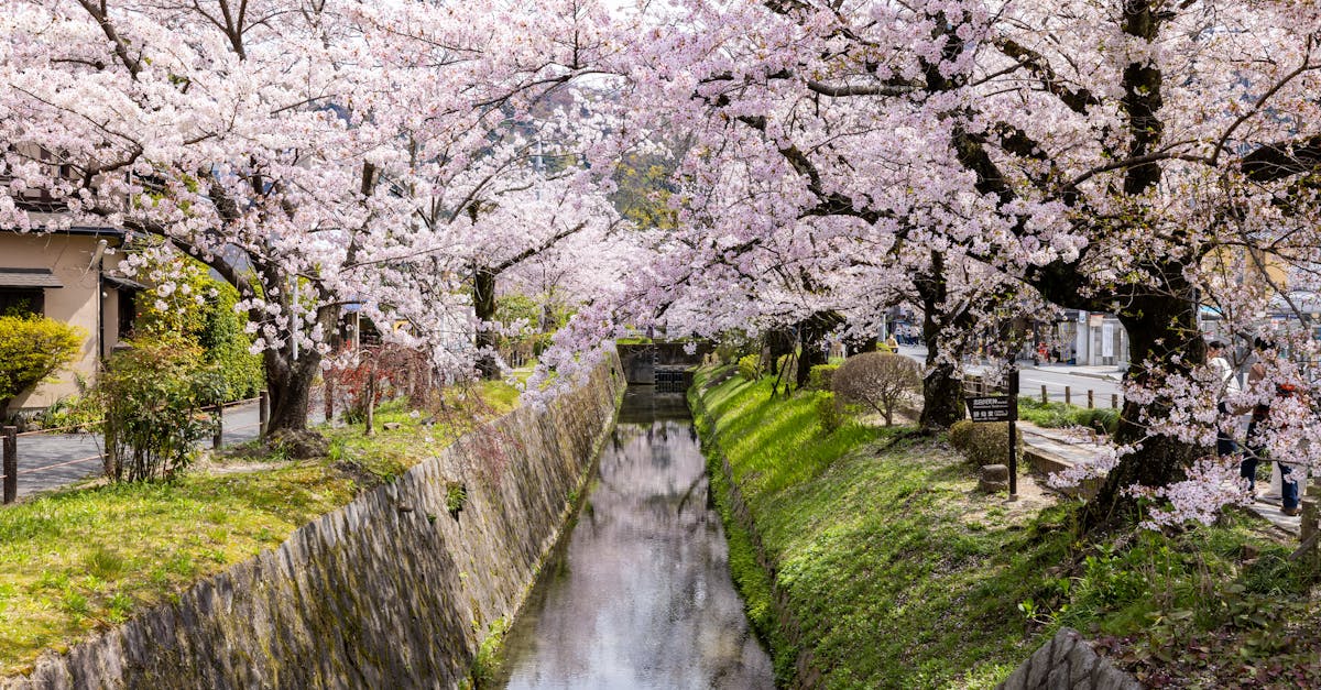 Cherry Blossom Path Kyoto