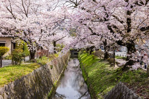 Free Beautiful cherry blossom trees line a tranquil riverbank in spring, creating a picturesque and serene atmosphere. Stock Photo