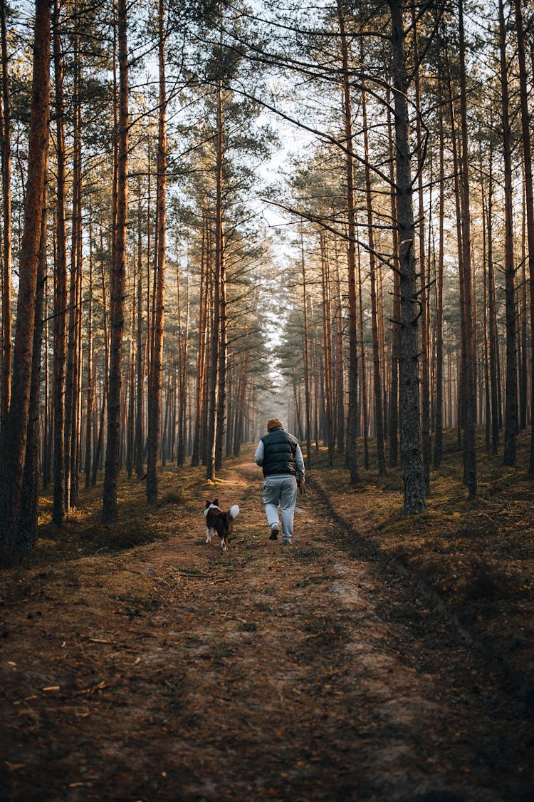 Man Walking The Dog In A Forest 