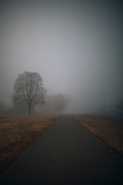 An Asphalt Road between Fields and Trees in Fog 