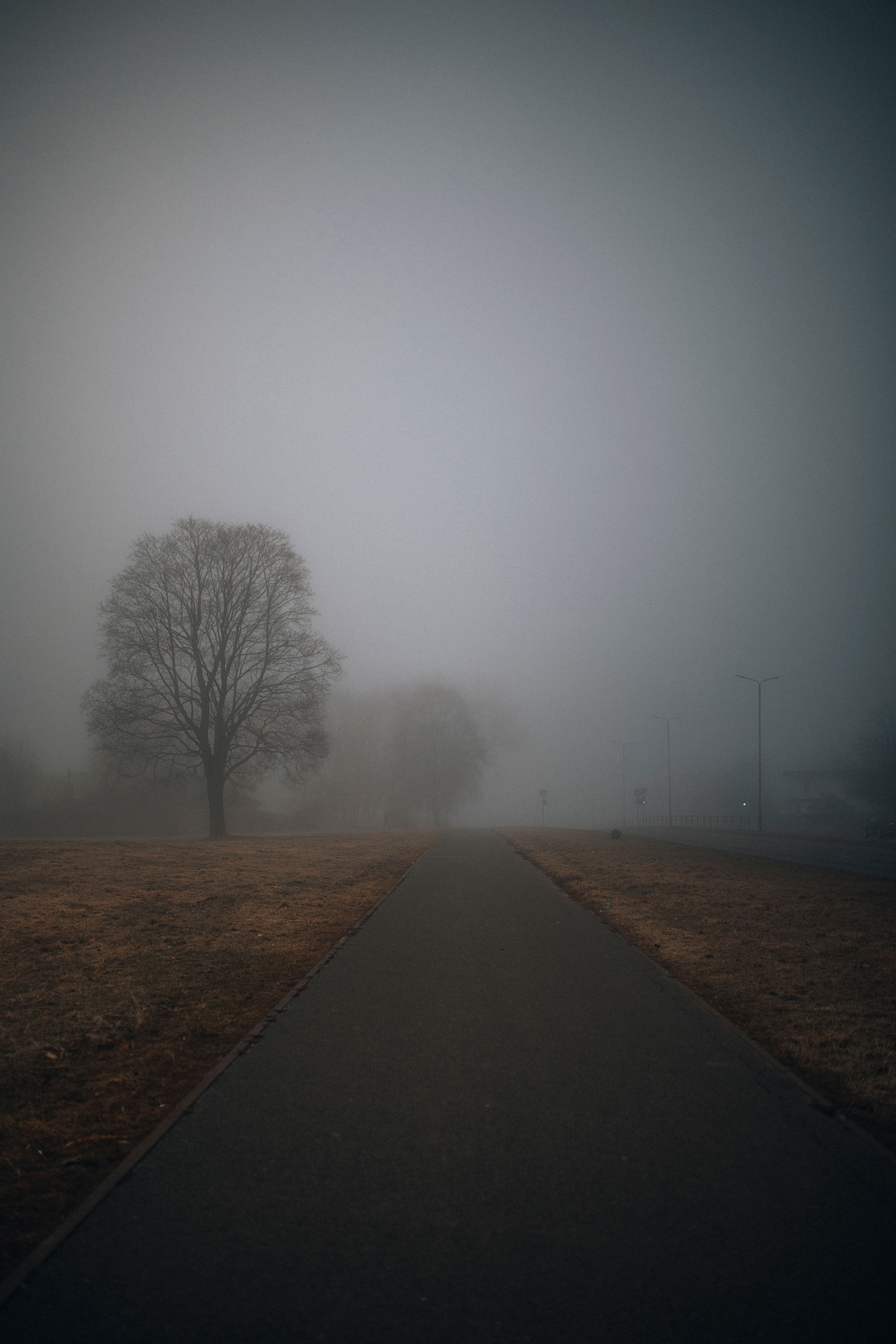 An Asphalt Road between Fields and Trees in Fog · Free Stock Photo