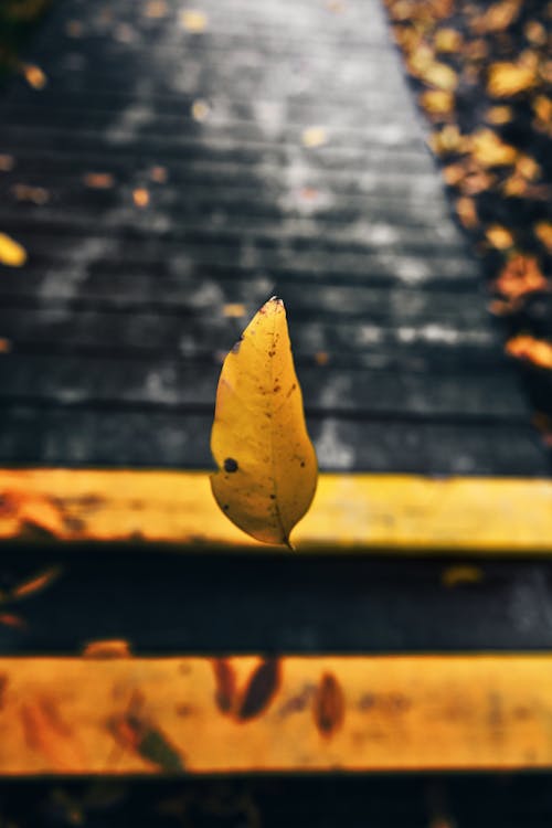 Free stock photo of yellow