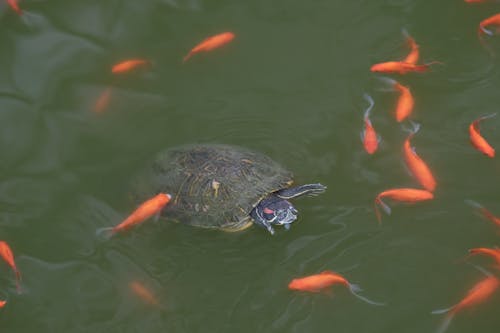 Fish around Swimming Turtle