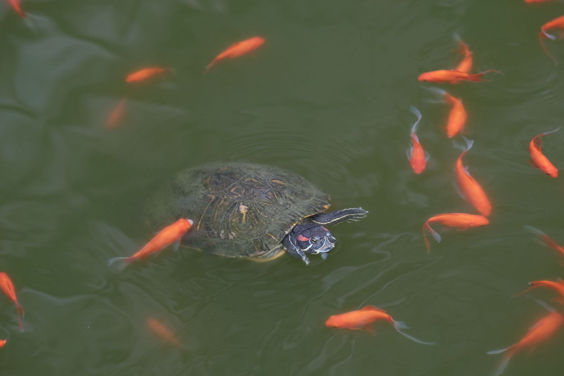 A turtle swims calmly amidst vibrant goldfish in a serene green pond.