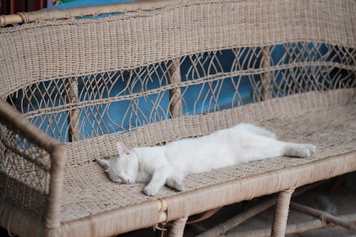 Free White Cat Sleeping on Bench Stock Photo