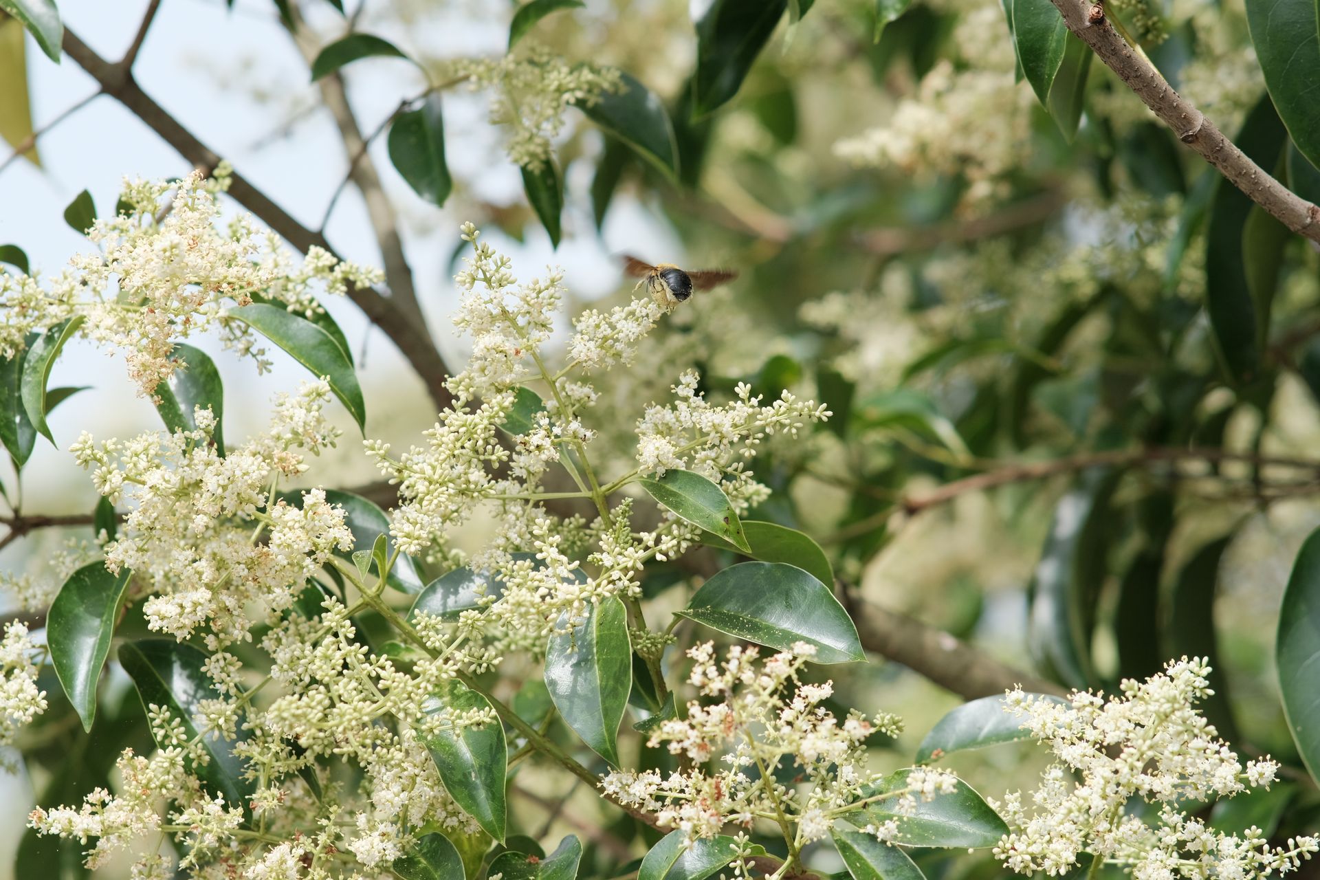 A bee pollinates delicate white blossoms on a tree with lush green leaves, capturing nature's beauty.
