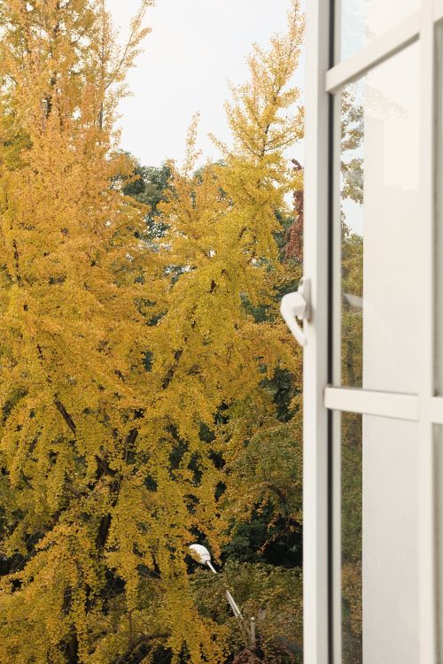 Autumn Trees behind Open Window · Free Stock Photo
