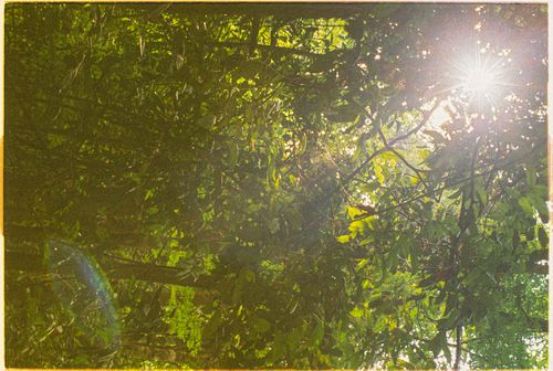Free Bright sunbeam streaming through dense green leaves in a natural setting. Stock Photo