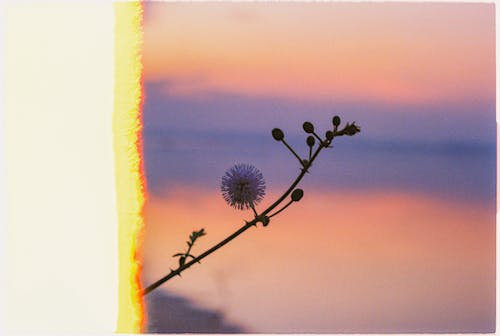 Flower Bud on Twig