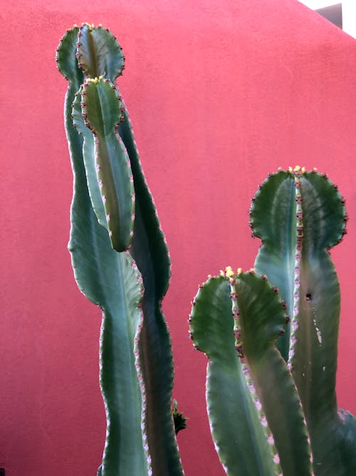 Foto stok gratis botani, dasar, kaktus