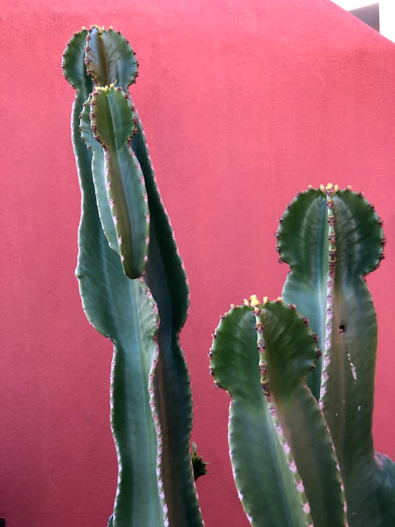 Free stock photo of background, botanical, cactus