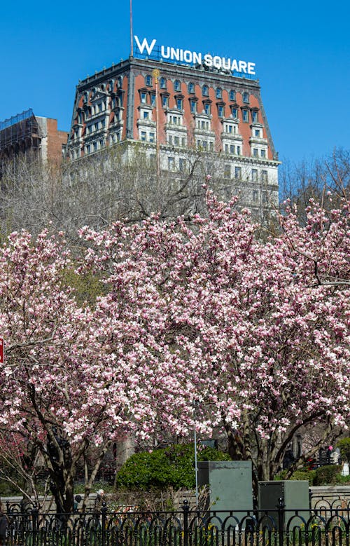 Union Square Hotel in New York City and Trees in Blossom 