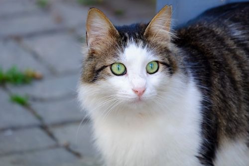 Free Detailed close-up of a fluffy cat with green eyes, perfect for pet lovers. Stock Photo