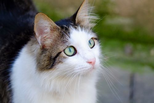 Free A close-up of a fluffy cat looking upward, showcasing its vibrant green eyes. Stock Photo