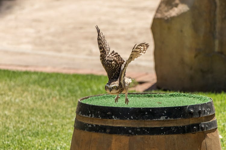 Bird Flying Above Barrel