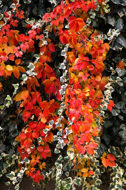 autumn, background, Bahçe içeren Ücretsiz stok fotoğraf