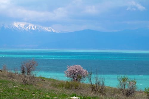 Gratis lagerfoto af isparta, lakeret