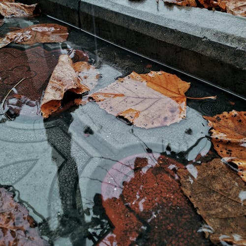 Brown Dry Leaves