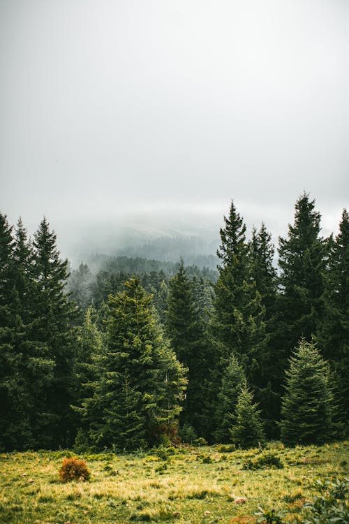 Foto profissional grátis de floresta, montanhas, neblina