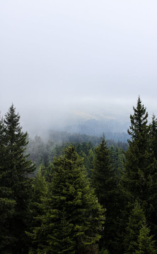 Kostnadsfri bild av dimma, drönarbilder, grön