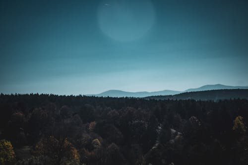 Foto profissional grátis de alvorecer, cênico, floresta