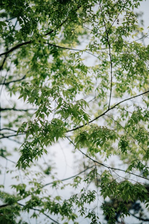 Foliage Fresh Tree