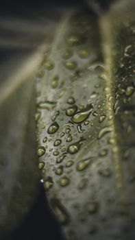 Detailed view of water droplets on a green leaf captured with shallow depth of field.