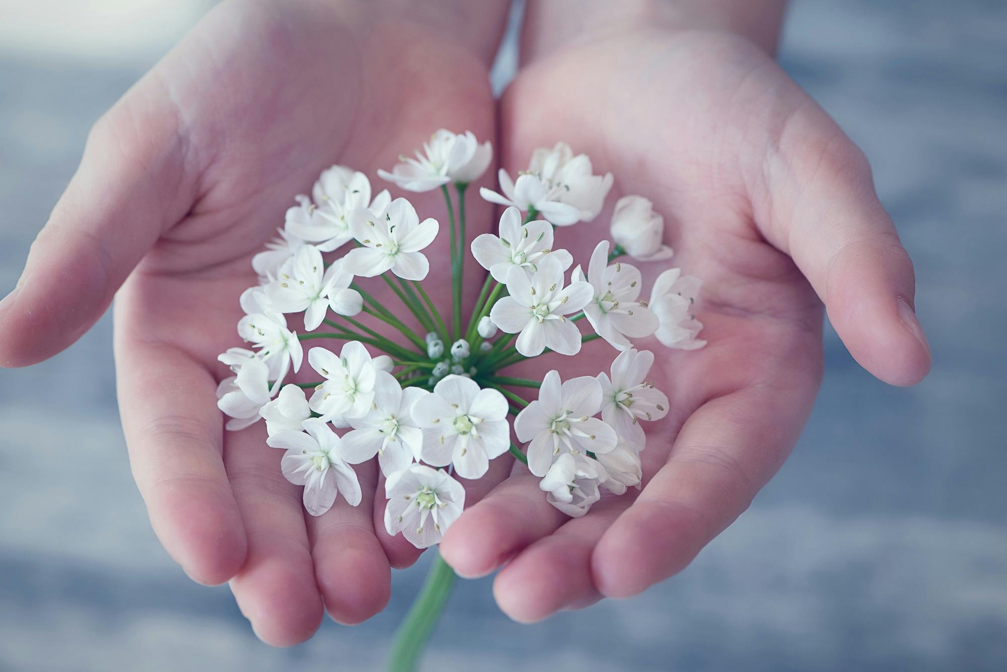 300.000+ melhores imagens de Flor De Lótus Branca · Download 100% grátis ·  Fotos profissionais do Pexels