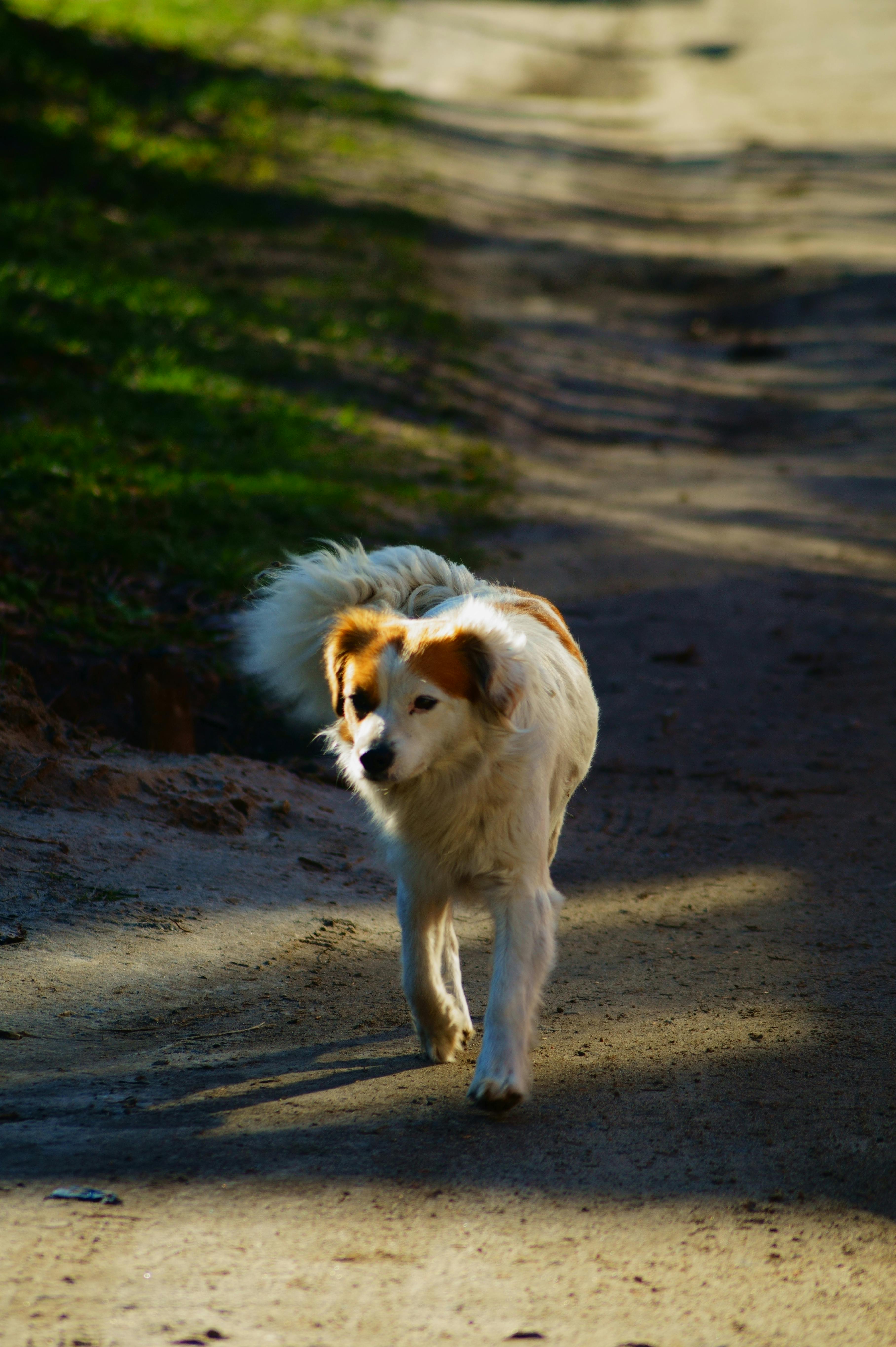 Capture of a cute dog leisurely strolling down a sunlit dirt path surrounded by greenery.