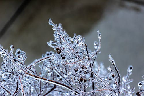 Foto profissional grátis de árvore, congelado, fechar-se