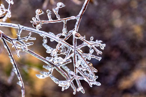 Twigs Covered with Ice