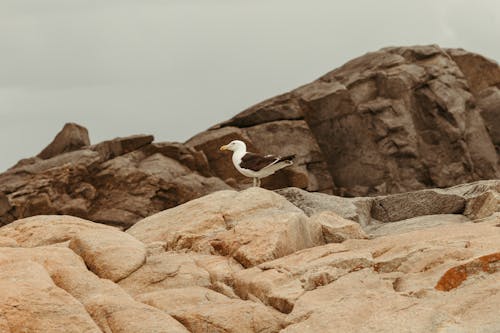 Imagine de stoc gratuită din animal, birdwatching, coastă
