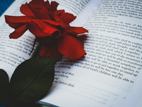 4k 바탕화면, 겨울, 붉은 꽃의 무료 스톡 사진