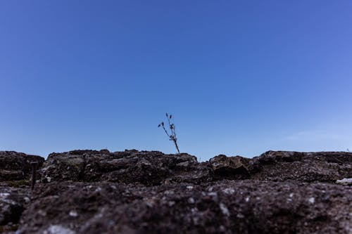 Single Plant Growing from a Rock Against the Blue Sky