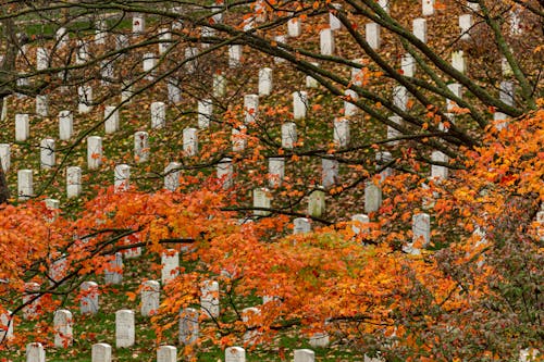 Branches of Autumn Trees over the Cemetery