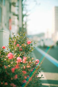 Colorful red camellia flowers brighten a sunny urban street scene, capturing nature in the city.