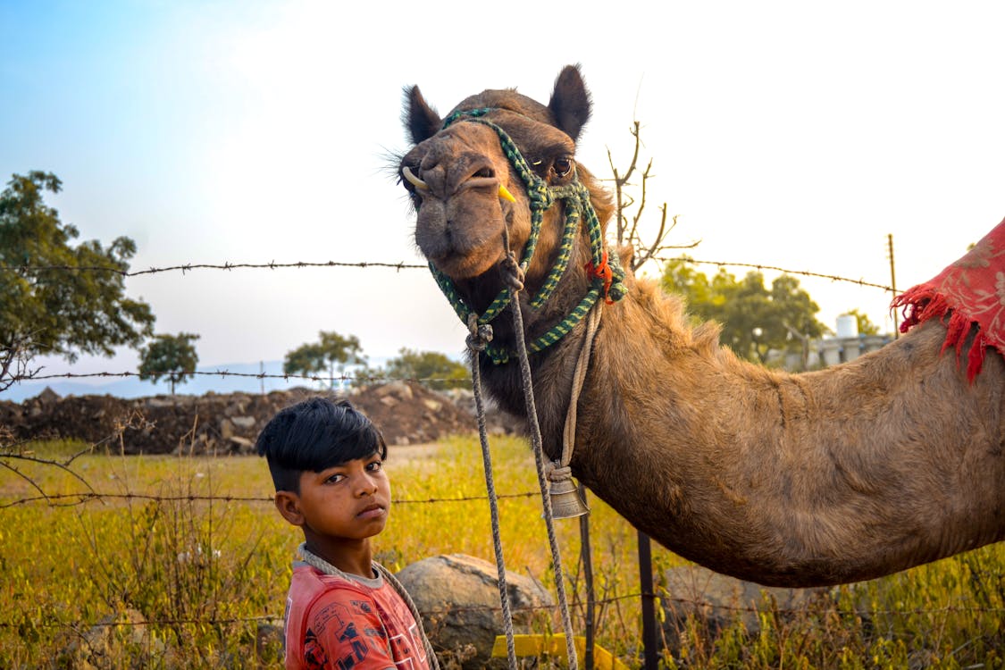 Бесплатное стоковое фото с азиатский мальчик, Арабский, Аравийский верблюд