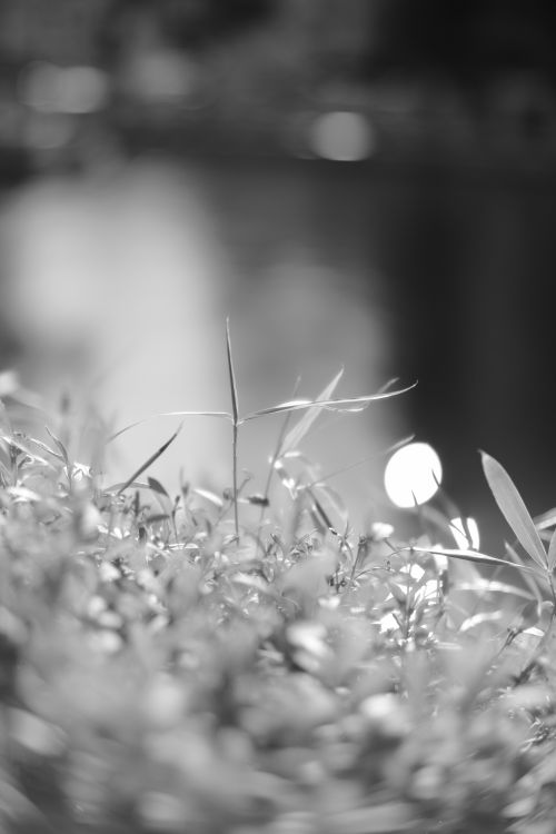 Free Artistic black and white shot of grass and foliage with blurred background. Stock Photo