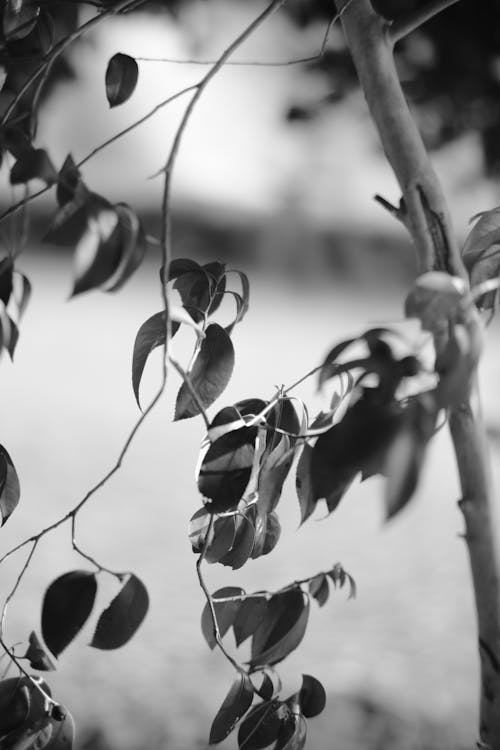 Black and White Close-up of Leaves on a Tree