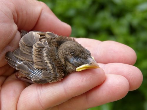 Free Close-up of a newborn sparrow chick resting gently in a human hand outdoors. Stock Photo